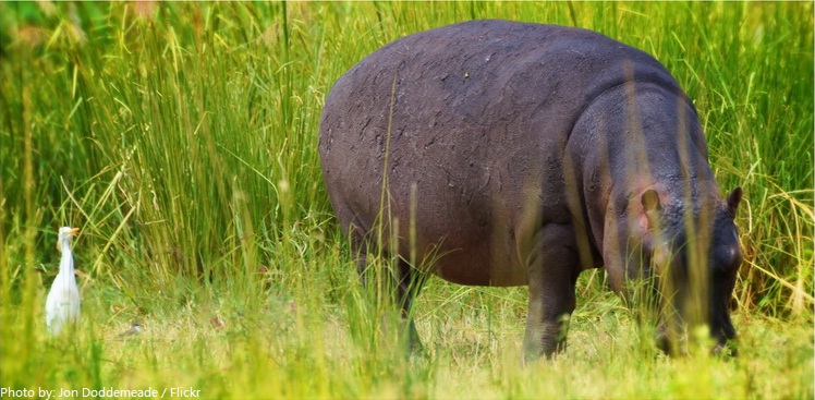 hippo eating