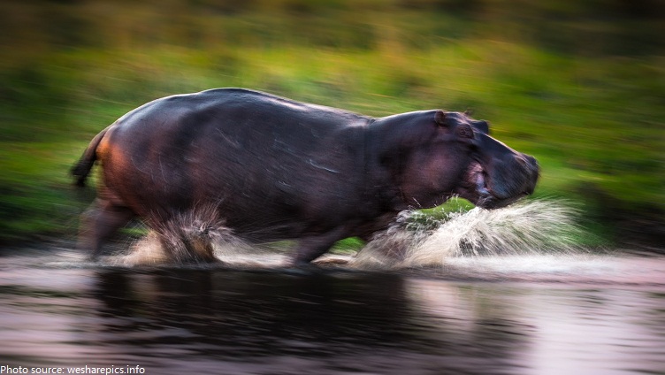 hippo running