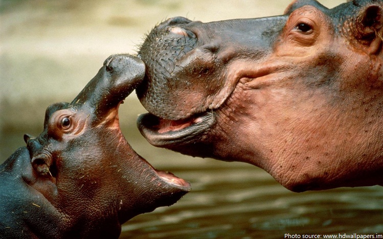 mom with baby hippo