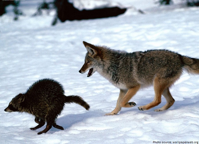 raccoon and coyote