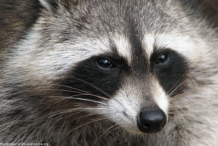 raccoon close-up