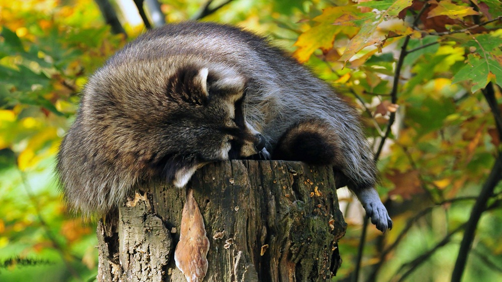 raccoon sleeping
