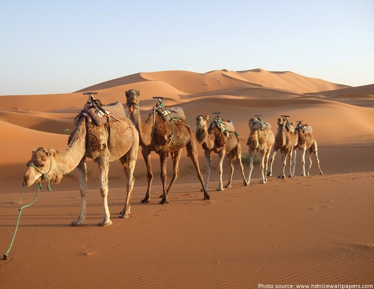 sahara camels