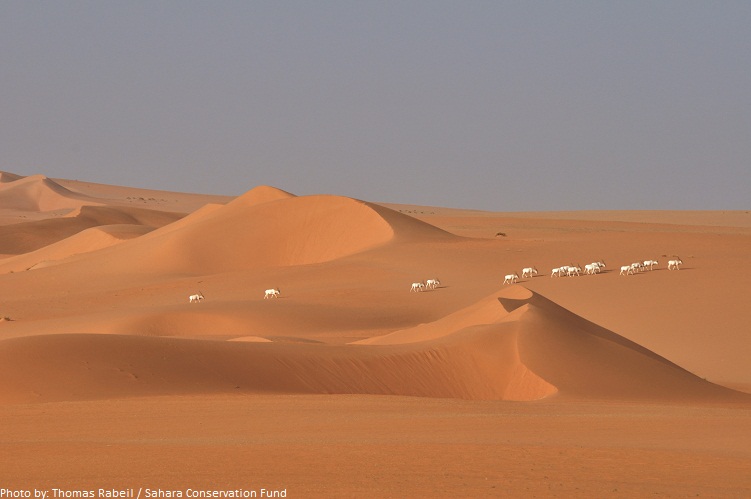 sahara desert addax