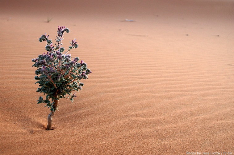 sahara desert flower