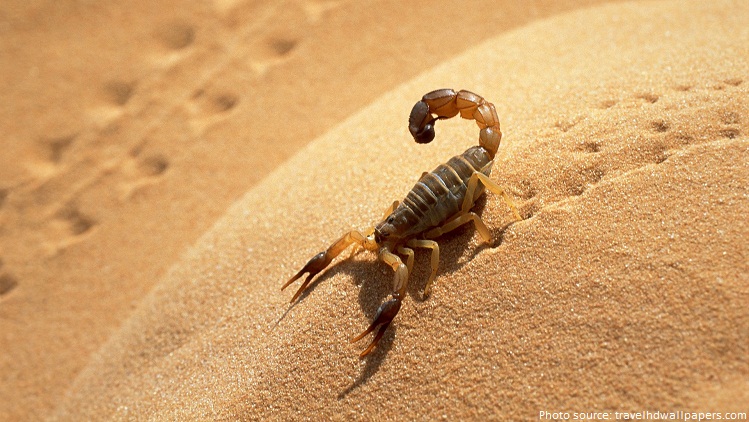 sahara desert scorpion