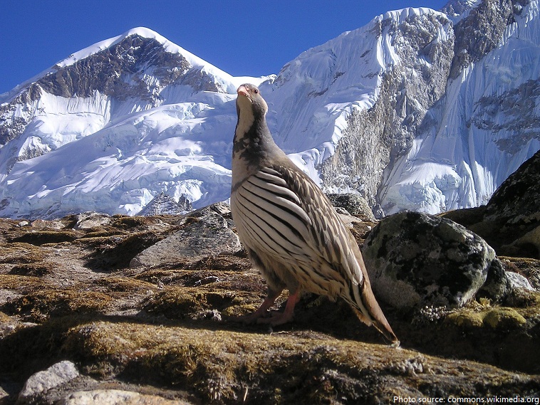 tibetan snowcock