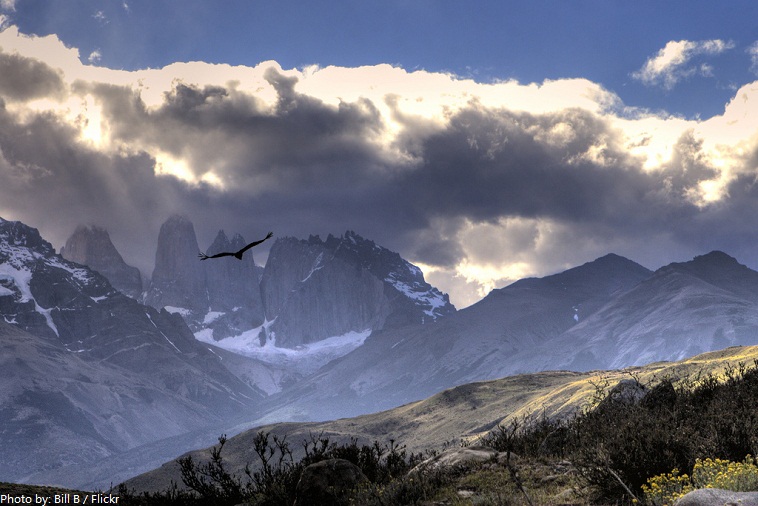torres del paine national park andean condor