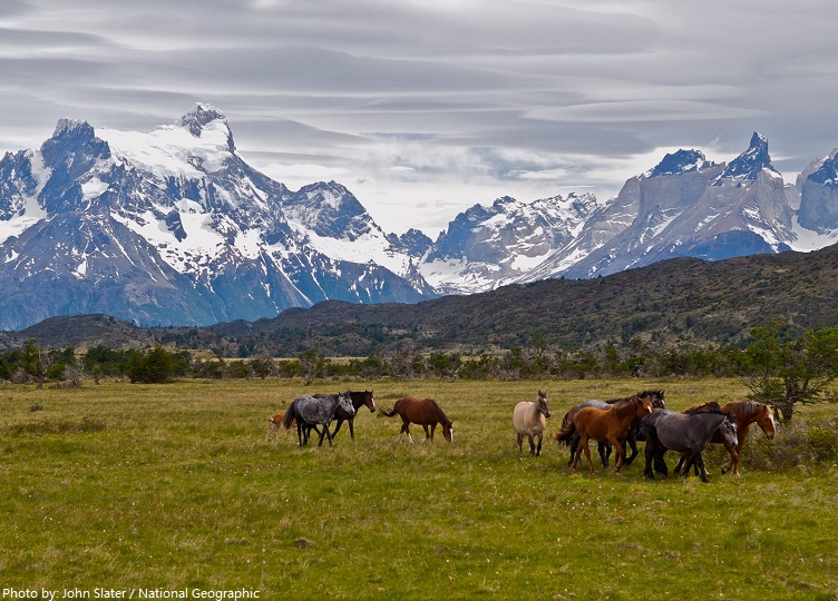 torres del paine national park wild horses