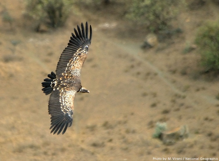 vulture-flying