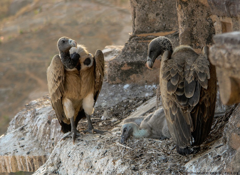 vultures nest chick
