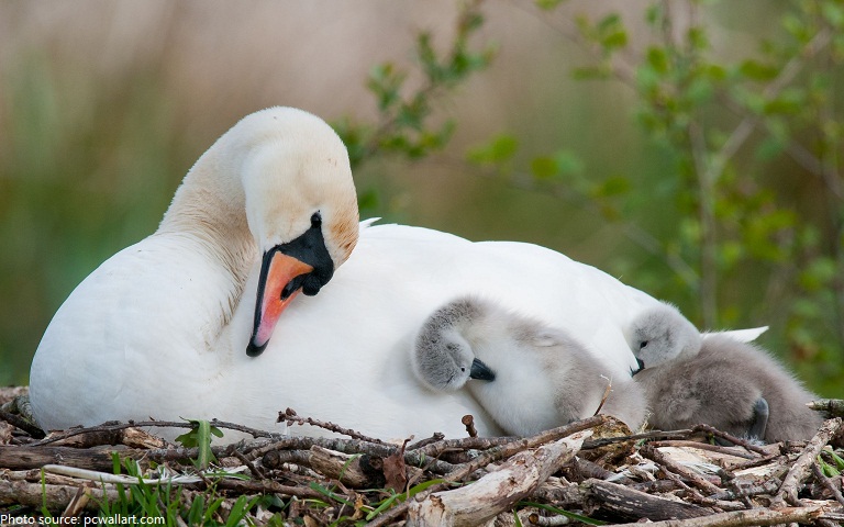 baby swans and mother