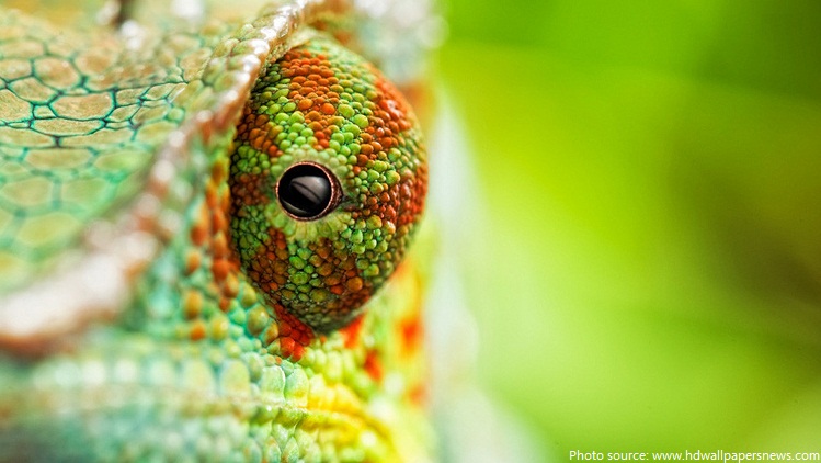 chameleon eyes