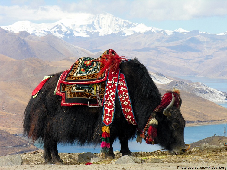 domesticated yak