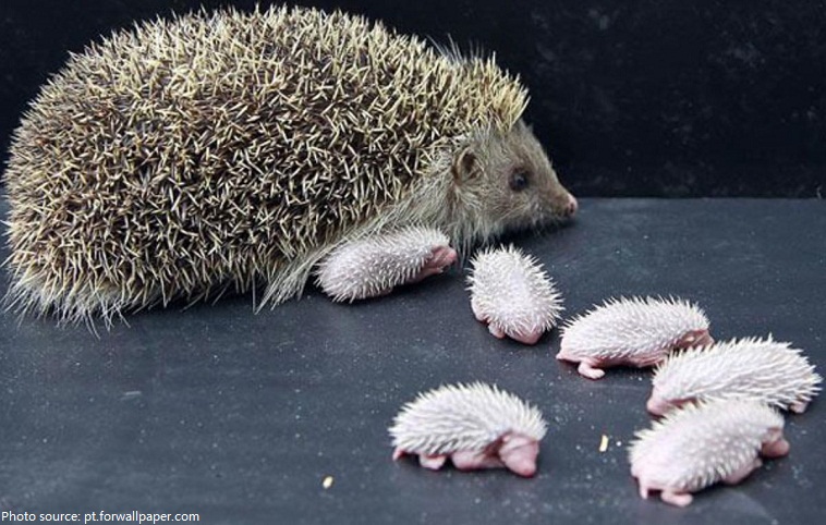 hedgehog mother and babies