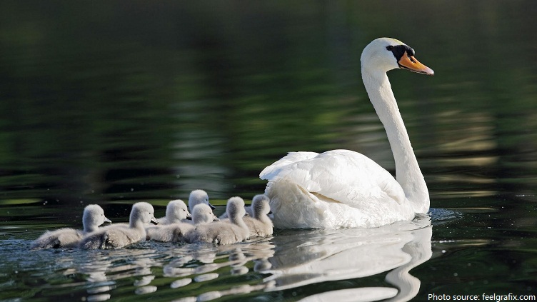mother swan with young swans