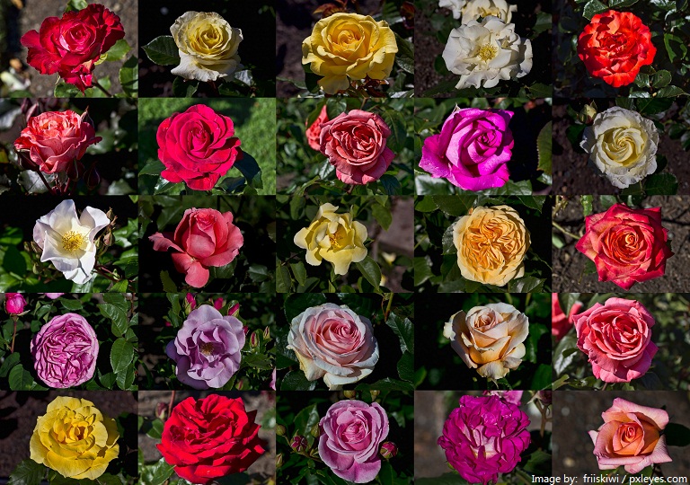 roses-2