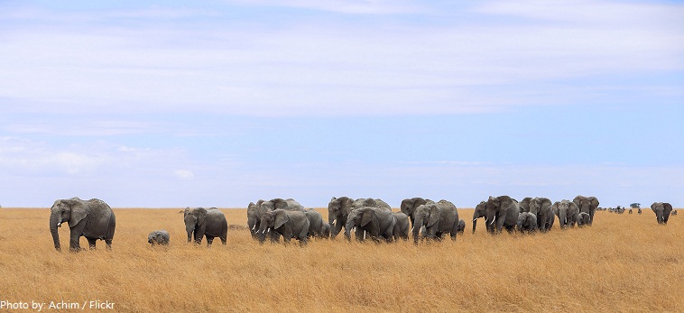 serengeti national park elephants