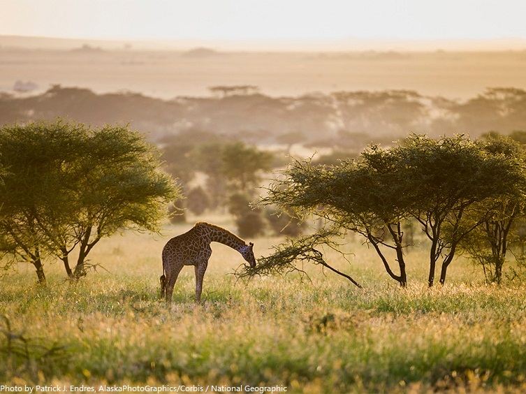 serengeti national park giraffe