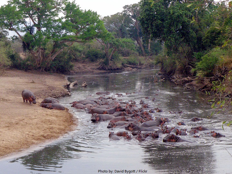 serengeti national park hippos