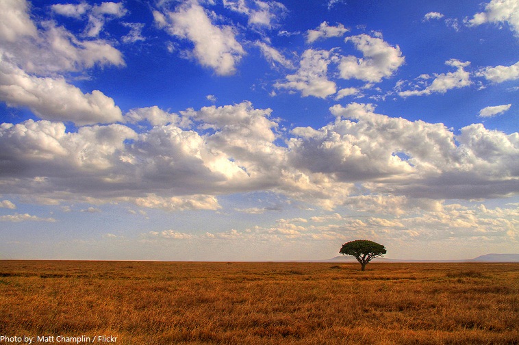 serengeti plain
