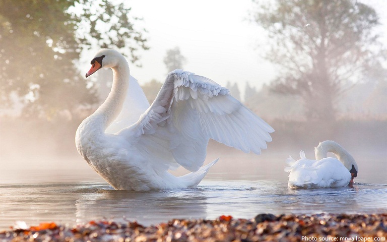 swans-3