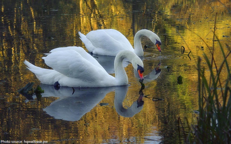 swans eating