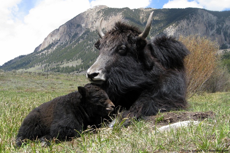 yak mother and cub