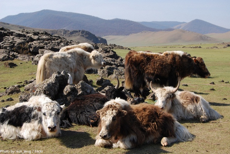 Interesting facts about yaks | Just Fun Facts