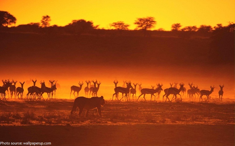 antelope lion hunting