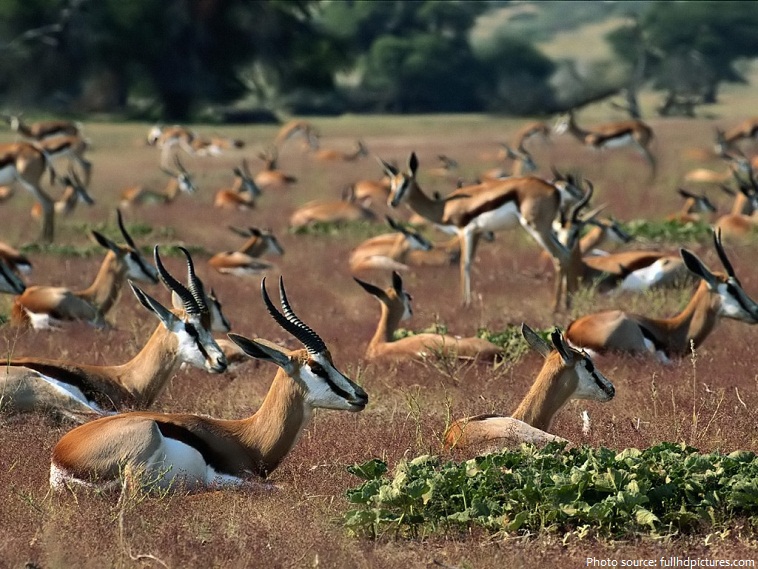antelopes-2