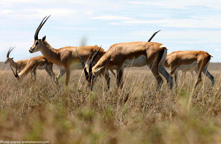 antelopes-3