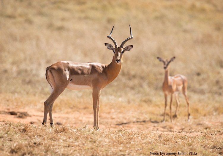 antelopes-4