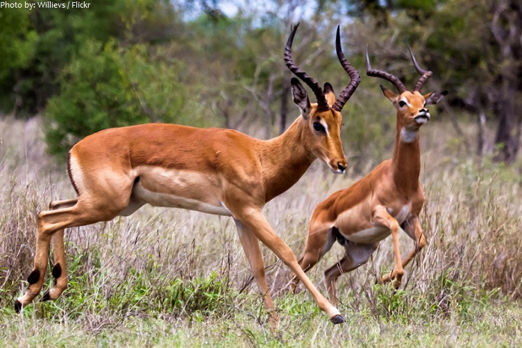 antelopes running
