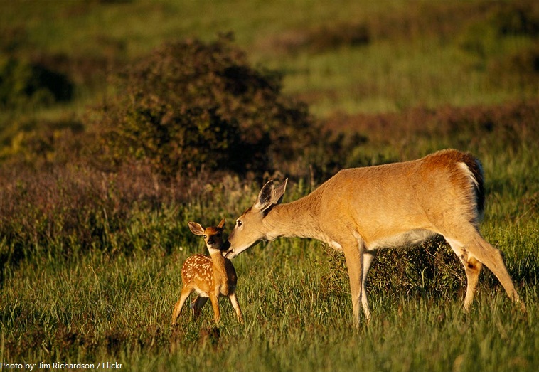 baby-deer-and-mother