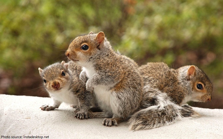 baby squirrels