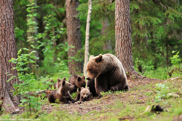 bear cubs and mother