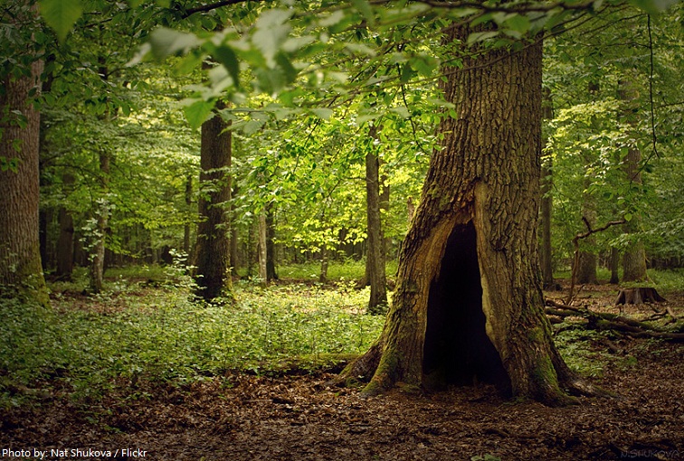 belarus forest