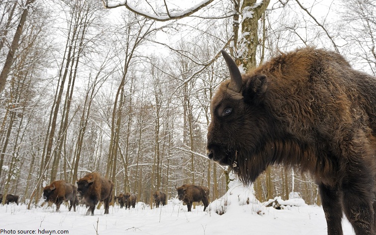 białowieża forest bison belarus