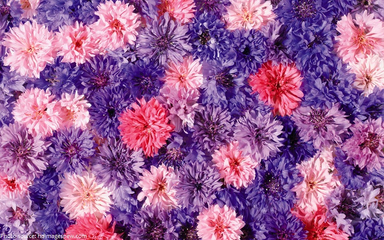 chrysanthemums-4