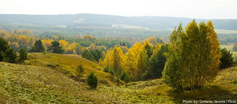 lithuania forest