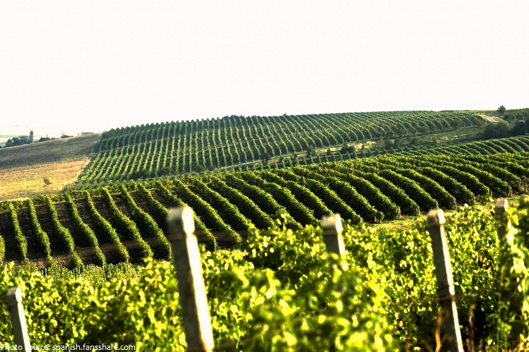 moldova vineyards