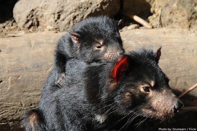 mother and baby tasmanian devil