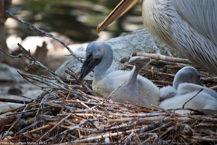 pelican babies