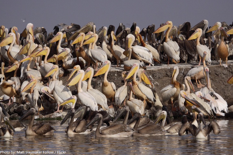 pelicans-3