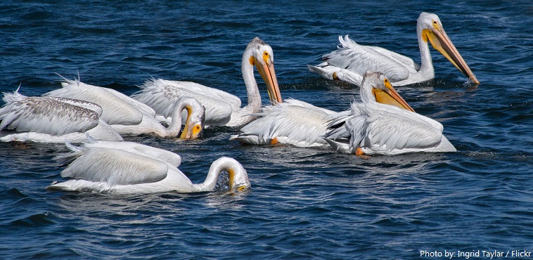 pelicans fishing