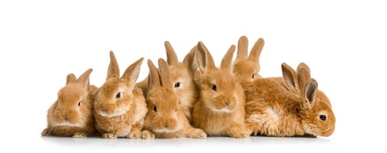 rabbit-babies