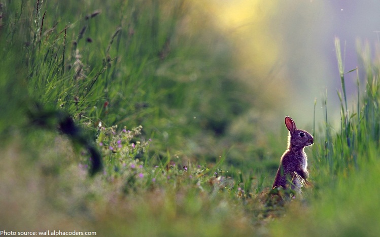 rabbit standing