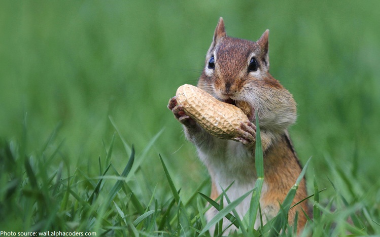 Interesting facts about squirrels | Just Fun Facts