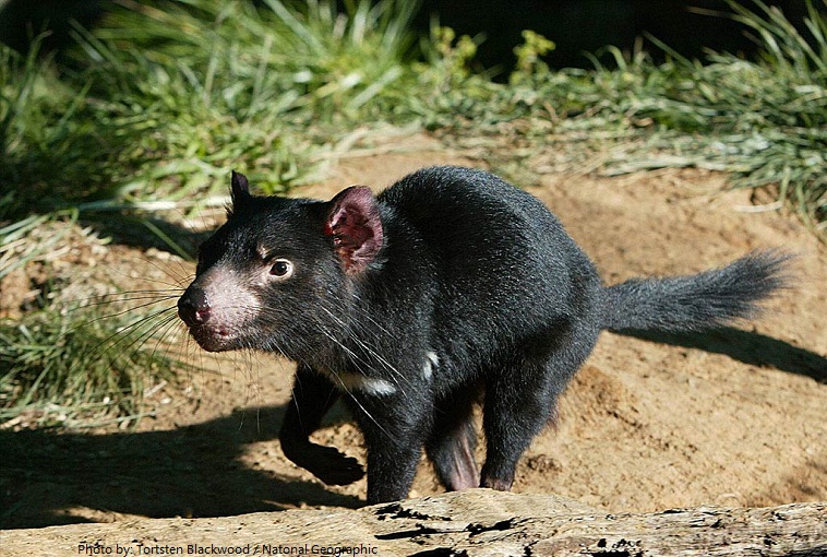 tasmanian-devil-3
